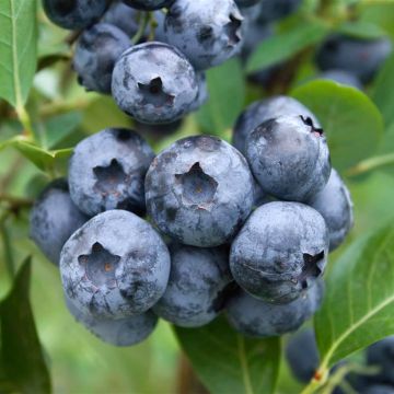 Vaccinium corymbosum Blue Suede