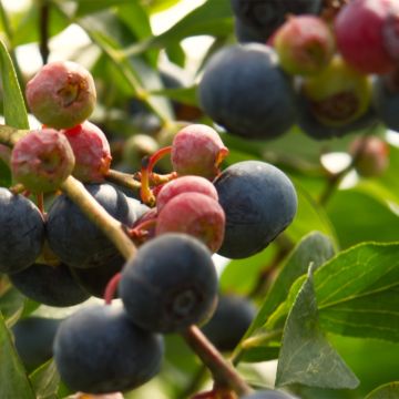 Vaccinium angustifolium Brazelberry Berrybux - Mirtillo