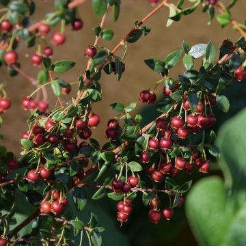 Myrtus ugni - Ugni molinae