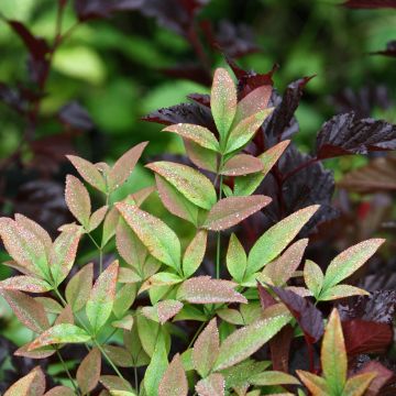 Nandina domestica Obsessed Seika Nandina domestica Obsessed Seika