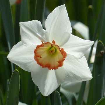 Narciso coronato Audubon