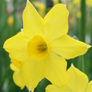 Narciso Baby Moon