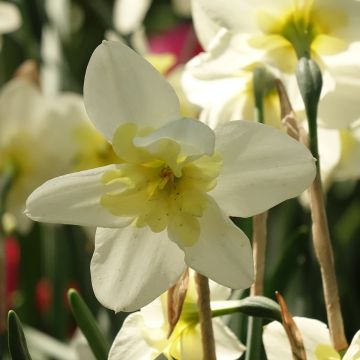 Narciso grande-coronato Bella Estrella