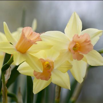 Narciso Blushing Lady