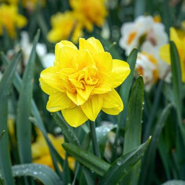 Narciso a fiore doppio Golden Ducat