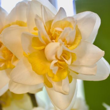 Narciso a fiore doppio Peach Cobbler