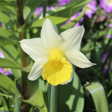 Narciso cyclamineus Peeping Jenny