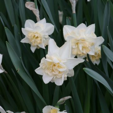 Narciso a fiore doppio Sweet Desire
