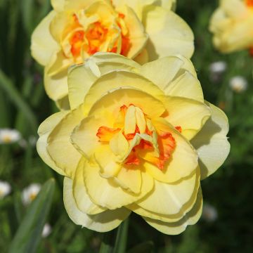 Narciso a fiore doppio Tahiti