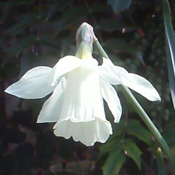 Narciso trombone moschatus