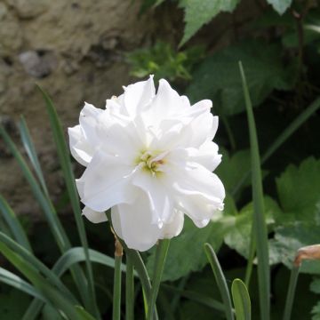 Narciso Albus Plenus Odoratus