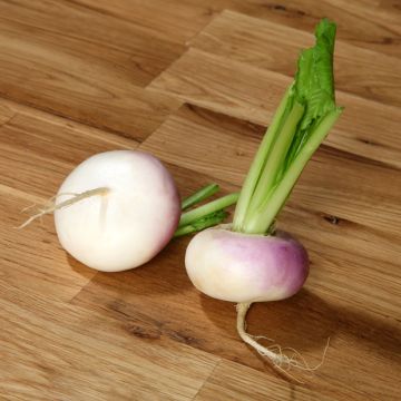 Rapa à Forcer Collet Rose