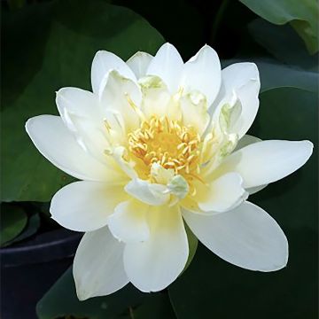 Nelumbo Jin Hehuan - Fior di loto