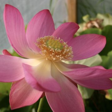 Nelumbo L'Aube Rouge - Fior di loto