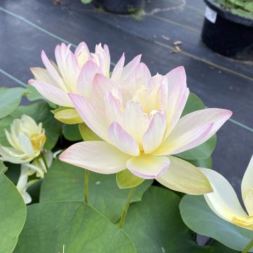 Nelumbo Evening Showers - Fior di loto