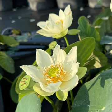 Nelumbo Little Antelope - Fior di loto