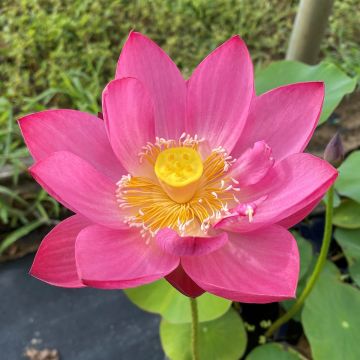 Nelumbo Purple Fairy 2 - Fior di loto