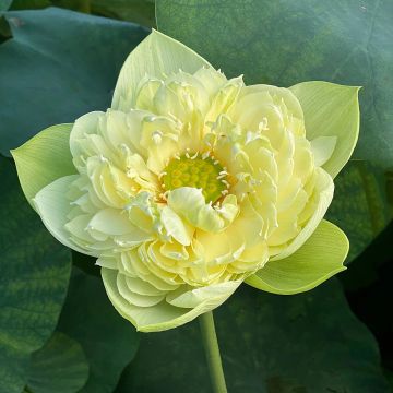 Nelumbo nucifera Golden Apple - Fior di loto