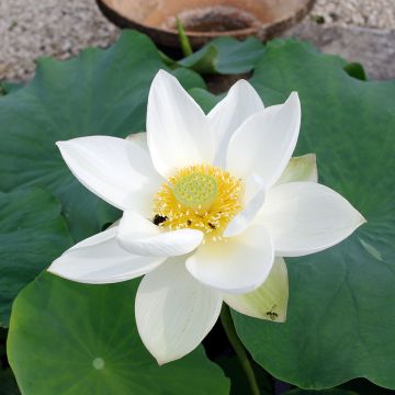 Nelumbo nucifera Hong Bian Yudie - Fior di loto
