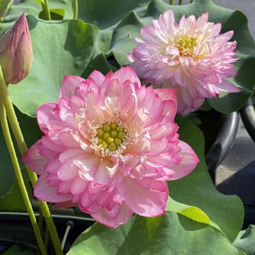 Nelumbo nucifera Pink Lady - Fior di loto