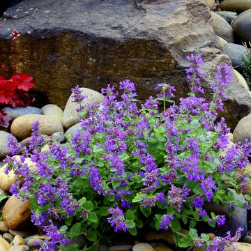 Nepeta Nova Blue
