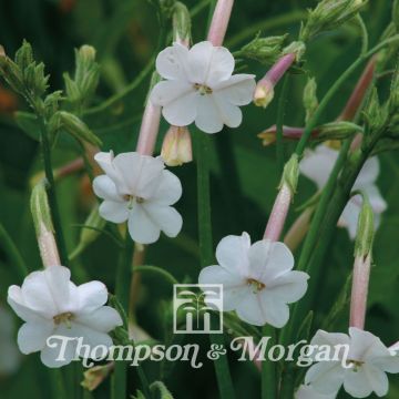 Nicotiana suaveolens - Tabacco australiano