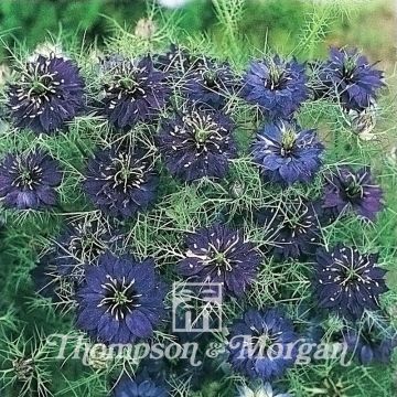 Damigella scapigliata Oxford Blue