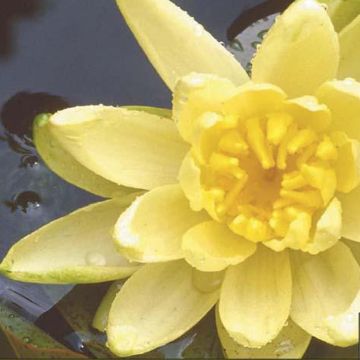 Nymphaea A.J Welch