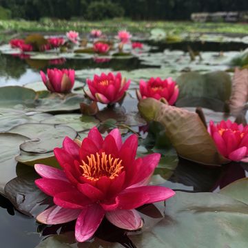 Nymphaea Marliacea Ignea