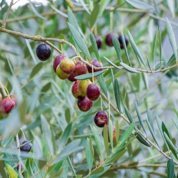 Olivo Grossanne - Olea europaea