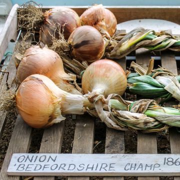 Cipolla Bedfordshire Champion