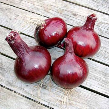 Cipolla Red Karmen