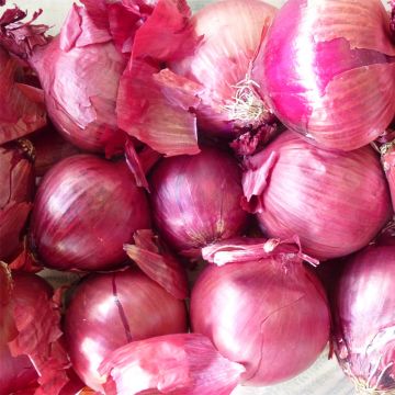 Cipolla rossa Pâle De Niort