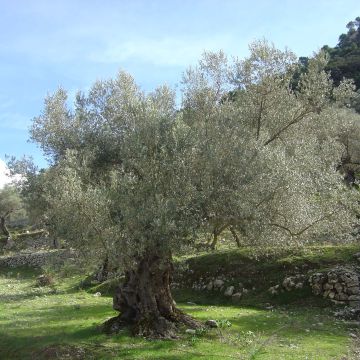 Olea europaea - Olivo