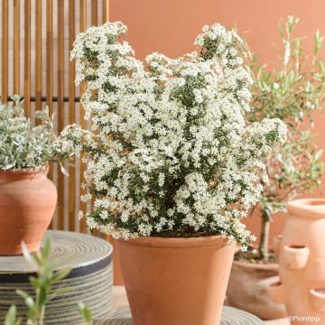 Olearia phlogopappa Spring Bling