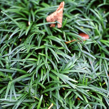Ophiopogon japonicus - Mughetto giapponese