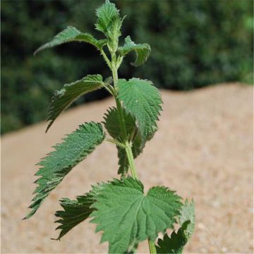 Urtica dioïca - Ferme de Sainte Marthe - Ortica