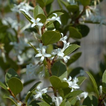 Osmanthus delavayi Heaven Scent - Osmanto