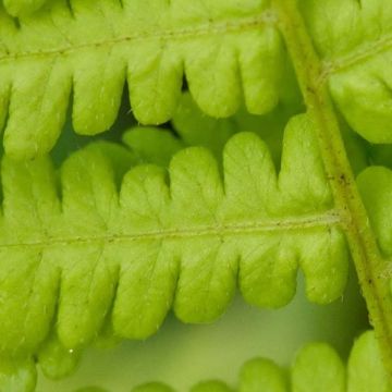 Osmunda cinnamonea