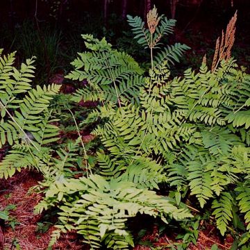 Osmunda regalis - Felce regale