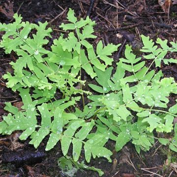 Osmunda regalis Cristata - Felce regale
