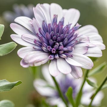 Osteospermum ecklonis 3D Steel Blue