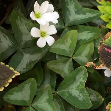 Oxalis triangularis subsp.papilionacea Marmer