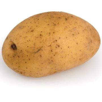 Patata Laurette Bio