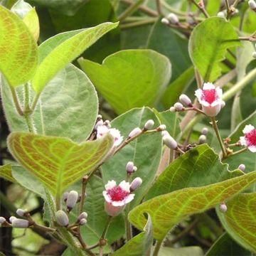 Paederia lanuginosa - Erba formaggio