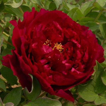 Peonia arborea Wu Jin Yao Hui