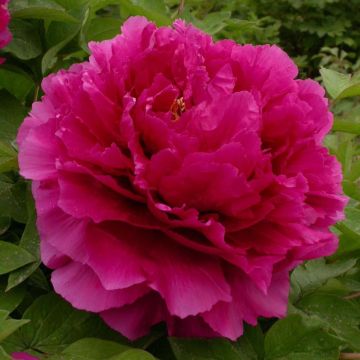 Peonia arborea Wu Long Peng Sheng