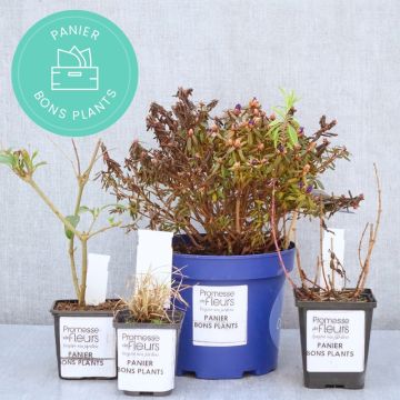 Cestini antispreco di Promesse de fleurs Piante Cestini antispreco di Promesse de fleurs Piante