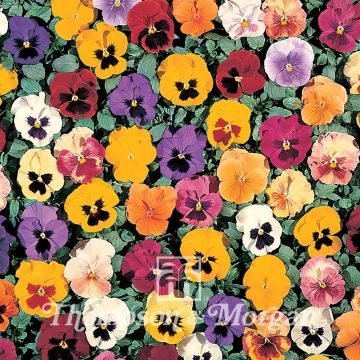 Viola Petite Mixed