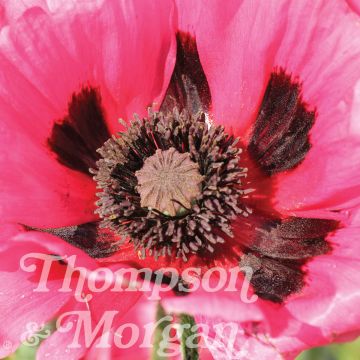 Papaver orientale Rasberry Brulee